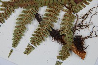 登錄號:P010772藏品圖，第5張