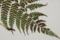 登錄號:P010773藏品圖，第3張