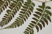 登錄號:P010773藏品圖，第5張