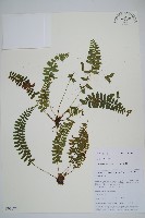 紅苞蹄蓋蕨藏品圖，第1張