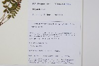 紅苞蹄蓋蕨藏品圖，第2張