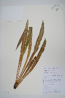 登錄號:P010775藏品圖，第1張