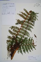 密鱗鱗毛蕨藏品圖，第1張