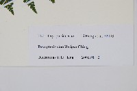 密鱗鱗毛蕨藏品圖，第2張