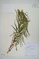 鱗蓋鳳尾蕨藏品圖，第1張