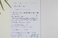 鱗蓋鳳尾蕨藏品圖，第2張