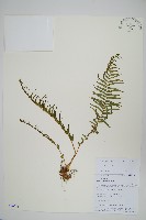 鱗蓋鳳尾蕨藏品圖，第1張