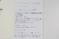 鱗蓋鳳尾蕨藏品圖，第2張