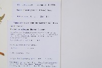 生芽狗脊蕨、頂芽狗脊蕨藏品圖，第2張