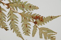 生芽狗脊蕨、頂芽狗脊蕨藏品圖，第3張