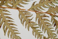 生芽狗脊蕨、頂芽狗脊蕨藏品圖，第4張