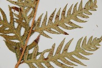 生芽狗脊蕨、頂芽狗脊蕨藏品圖，第5張