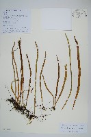 線葉瓦韋藏品圖，第1張