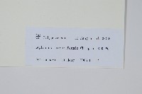 線葉瓦韋藏品圖，第2張