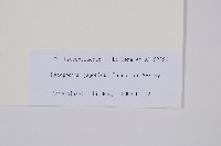 日本石松藏品圖，第1張