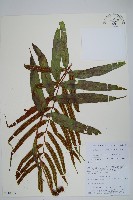 單行節肢蕨藏品圖，第1張