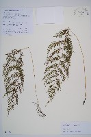 登錄號:P010786藏品圖，第1張