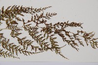 登錄號:P010786藏品圖，第4張