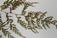 登錄號:P010786藏品圖，第5張