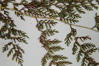 登錄號:P010786藏品圖，第6張