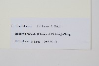 皺邊石松藏品圖，第2張