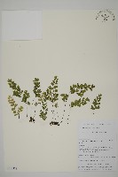 闊蓋鐵線蕨藏品圖，第1張