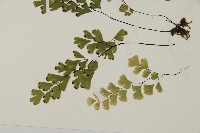 闊蓋鐵線蕨藏品圖，第3張