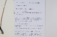 多足蕨藏品圖，第2張