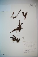 登錄號:P010790藏品圖，第1張