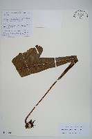 大星蕨藏品圖，第1張