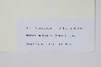 大星蕨藏品圖，第2張