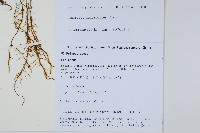 登錄號:P010792藏品圖，第2張