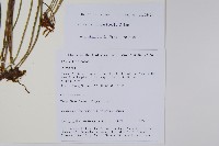 登錄號:P010793藏品圖，第2張