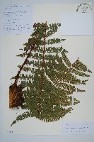 東亞假鱗毛蕨藏品圖，第1張