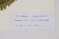 東亞假鱗毛蕨藏品圖，第3張