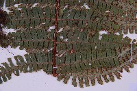 東亞假鱗毛蕨藏品圖，第4張