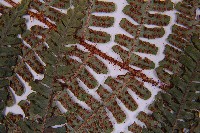 東亞假鱗毛蕨藏品圖，第6張