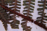 東亞假鱗毛蕨藏品圖，第7張