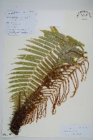 粉背瘤足蕨藏品圖，第1張