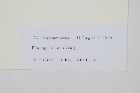 粉背瘤足蕨藏品圖，第2張