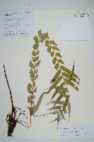 登錄號:P010797藏品圖，第1張