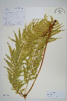 蓬萊鳳尾蕨藏品圖，第1張