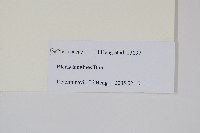 蓬萊鳳尾蕨藏品圖，第2張