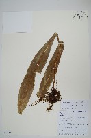 大瓦葦藏品圖，第1張