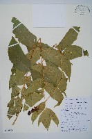 尖葉貫眾蕨藏品圖，第1張