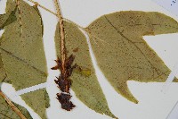 尖葉貫眾蕨藏品圖，第5張