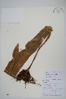 大星蕨藏品圖，第1張