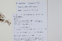 大星蕨藏品圖，第2張