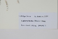 兩色瓦葦藏品圖，第2張