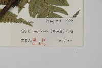 瓦氏鱗毛蕨藏品圖，第2張